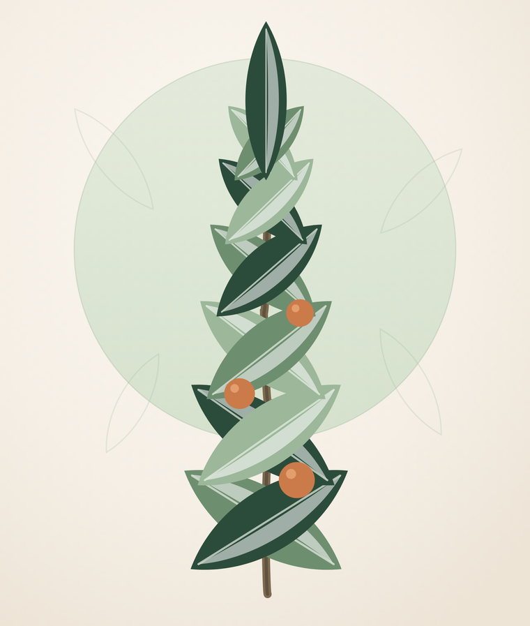 Illustration of a Tabernanthe iboga branch with leaves and orange fruit